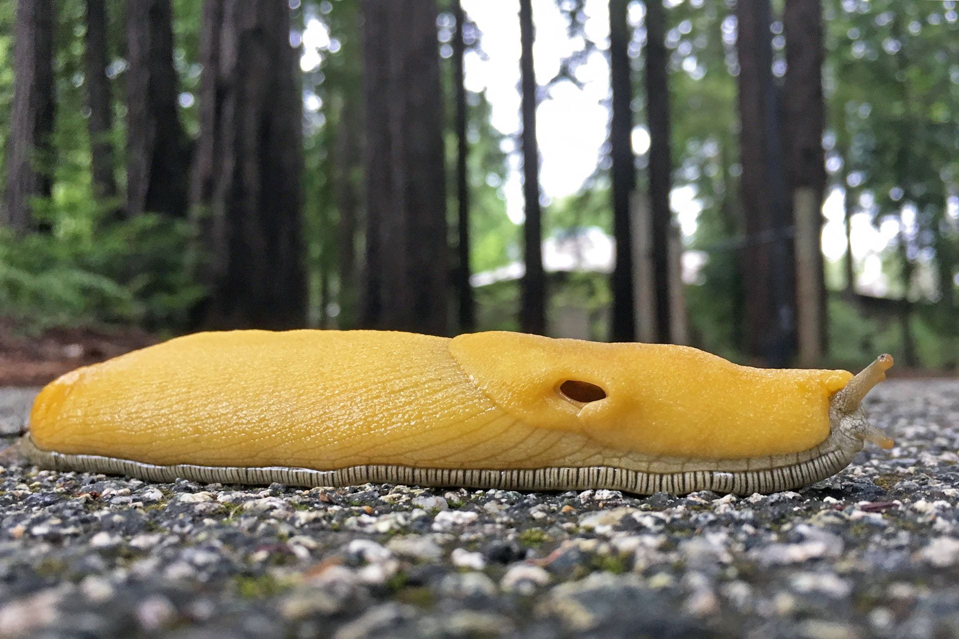Eye-level close-up shot of banana slug on pavement.