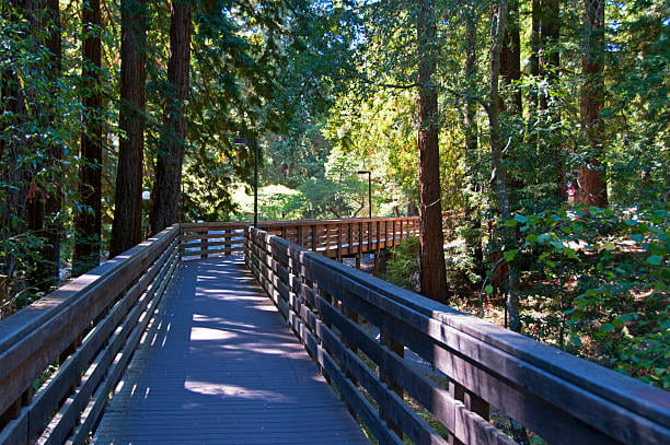 This is a walking bridge on the UCSC campus. It is sturdy and wooden and passes through redwoods, into the light.
