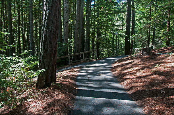A walking path through the redwood forest at UCSC. The trail is paved and the ground is covered in redwood duff.
