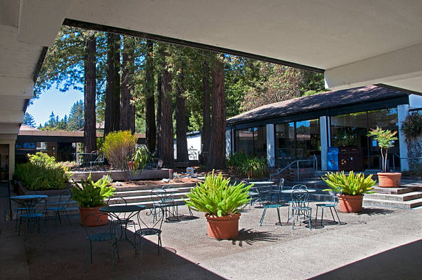 This is a photo of the patio outside Stevenson Cafe on the UCSC campus. There are several metal patio tables with chairs, and several large potted ferns. Redwoods are in the center of the patio, and the photo is shot from beneath a white overhang.
